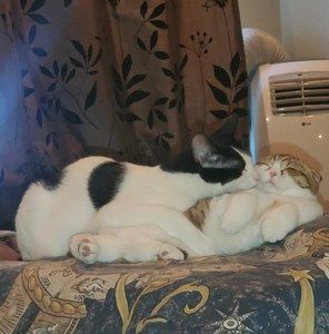 Meet your Posher, Leslie